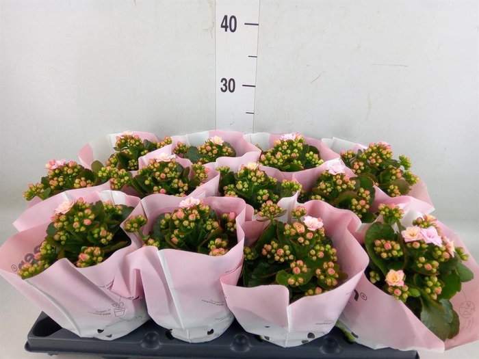 <h4>Kalanchoe ...</h4>