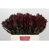 Leucadendron Saf Sunset Dark Red