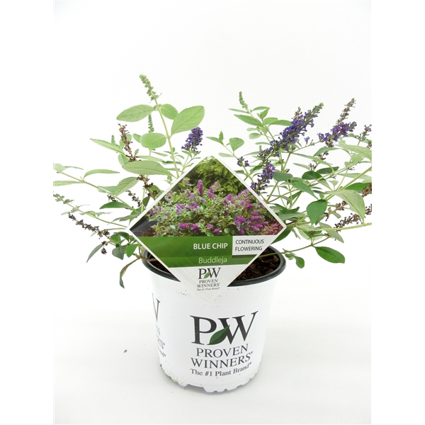 <h4>Buddleja Blue Chip</h4>
