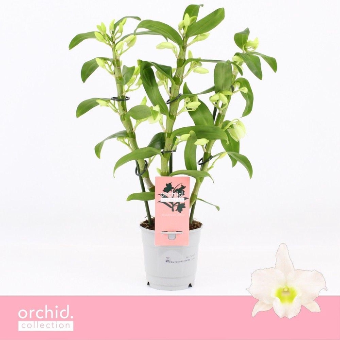<h4>Dendrobium Nobilé, Apollon 3-spike Compact 'Orchid Collection'</h4>