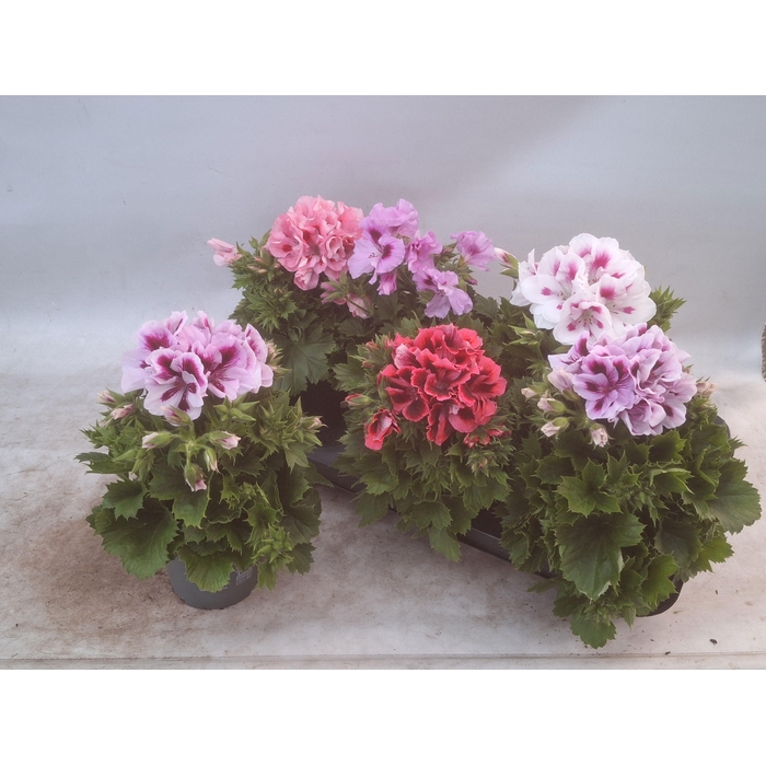 <h4>PEL GR MIXK 5 KL</h4>