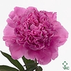 Paeonia Anima