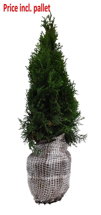 <h4>Thuja occ. Smaragd, plantmaat 60-80 cm - Rondgestoken - KLUIT</h4>