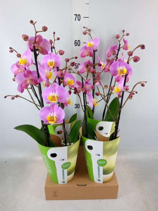<h4>Phalaenopsis ...rose</h4>