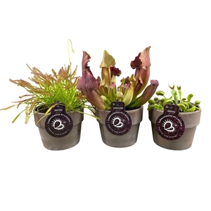 VLEESETENDE PLANTEN
