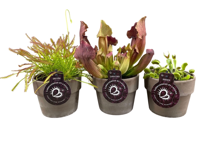 <h4>VLEESETENDE PLANTEN</h4>