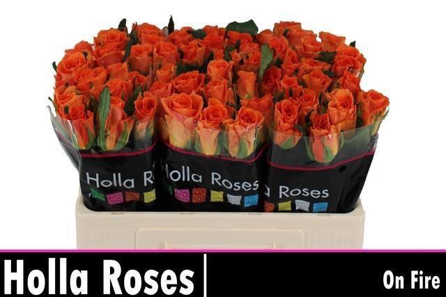 <h4>R GR ON FIRE</h4>