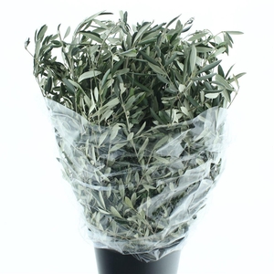 OLEA EUROPAEA BS