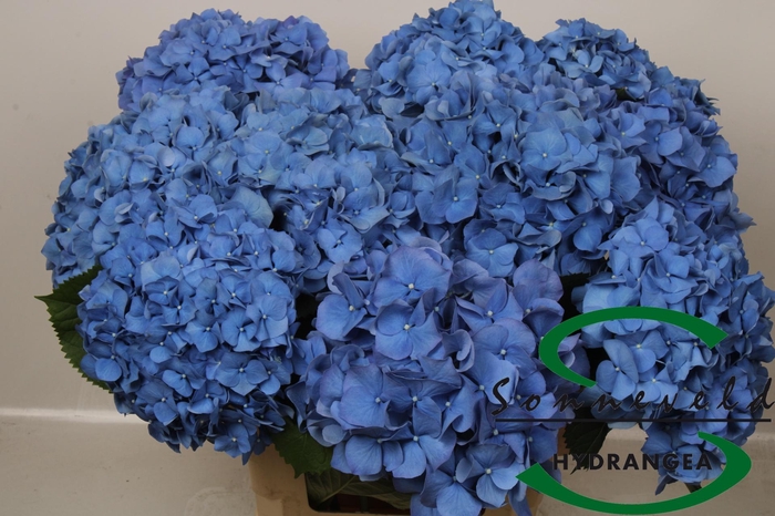 <h4>HYDR M CH PIMPERNEL</h4>