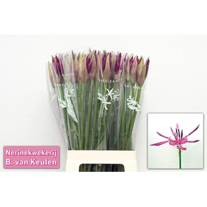 Nerine Mister Nick Keulen