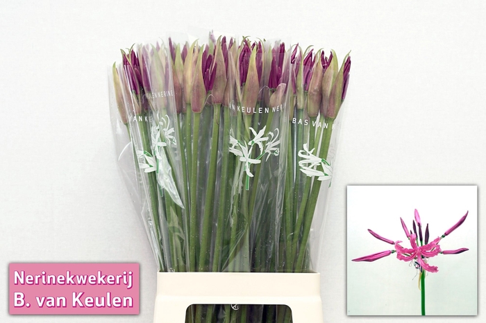 <h4>Nerine Mister Nick Keulen</h4>