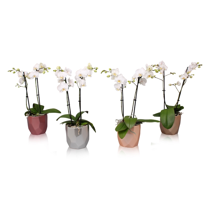 <h4>Phal. Multi 2-tak wit in BGC969 Vlakkenpot Metallic</h4>
