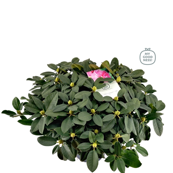 <h4>Rhododendron 70-80 /15 liter 'Germania'</h4>