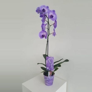Wonder Purple 1 tak