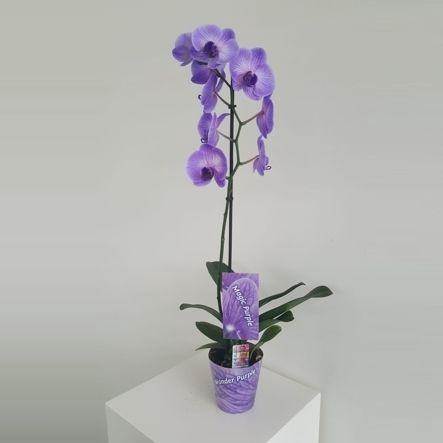 <h4>Wonder Purple 1 tak</h4>