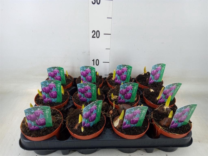 <h4>Tulipa   ...</h4>