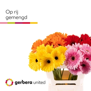 Gerbera Mix op Rij Water