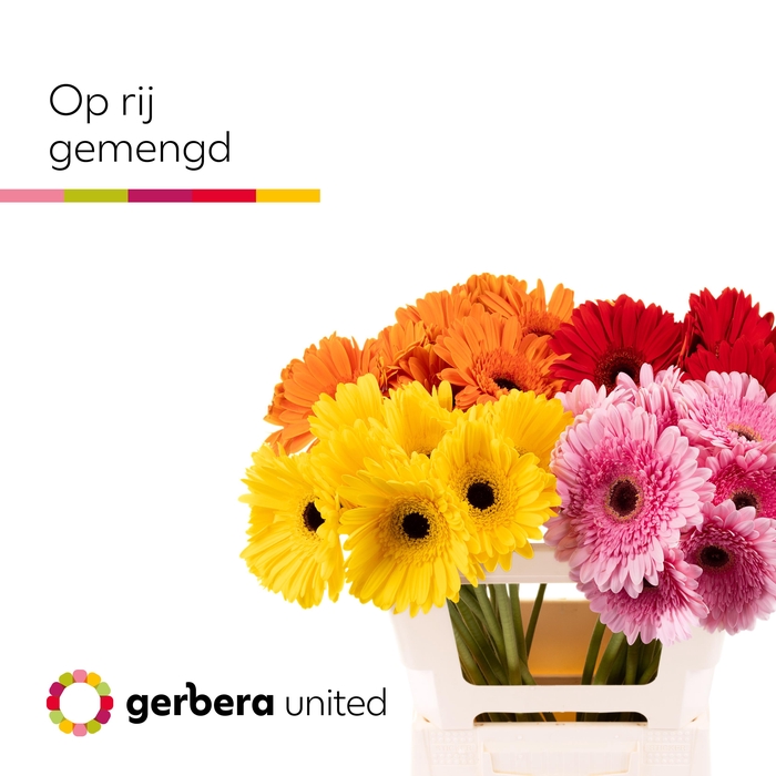 <h4>Gerbera Mix Spring Water x40</h4>