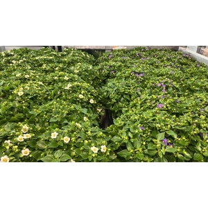 EXACUM OV