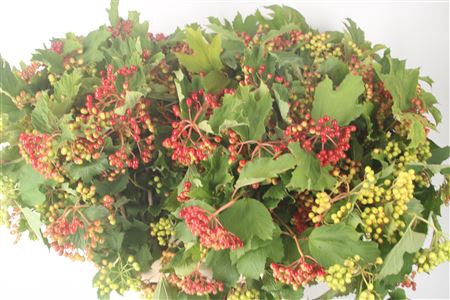 <h4>Viburnum Op Compactum</h4>