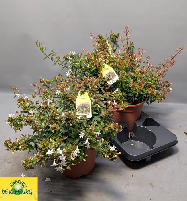 <h4>ABEL GRANDIFLORA</h4>