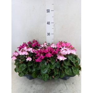 Cyclamen KL 'Petticoat'