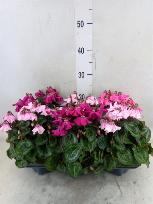 <h4>Cyclamen KL 'Petticoat'</h4>