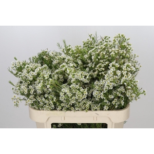 Chamelaucium Ofir