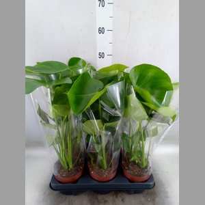 Monstera   ...
