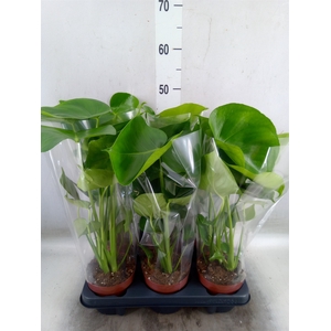 Monstera   ...