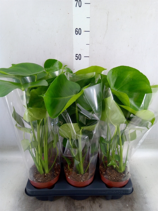 <h4>Monstera   ...</h4>