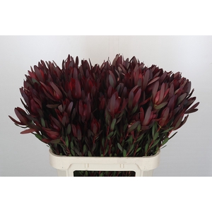 Leucadendron Saf Sunset Dark R.Spray