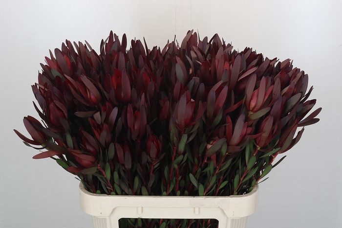 <h4>Leucadendron Saf Sunset Dark R.Spray</h4>