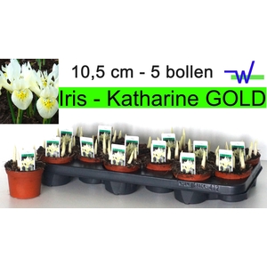 IRIS KATHARINE HODGK