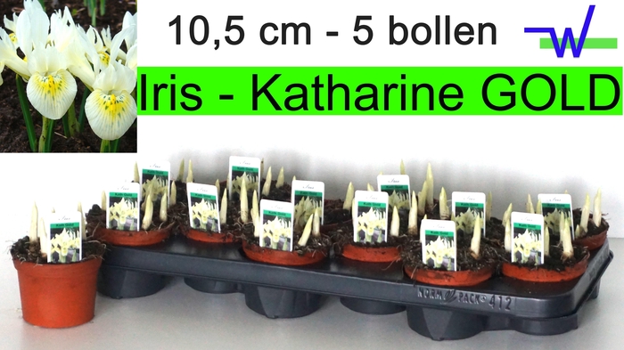 <h4>IRIS KATHARINE HODGK</h4>