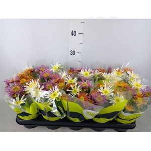 Chrysanthemum  'Splash Intense' .mx