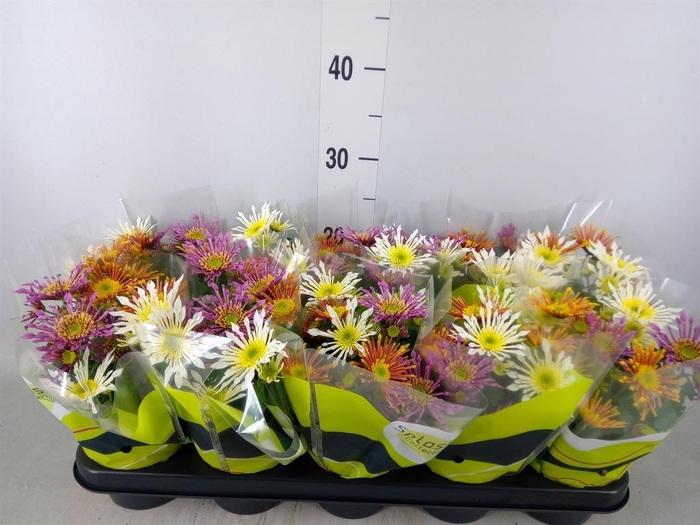 <h4>Chrysanthemum  'Splash Intense' .mx</h4>