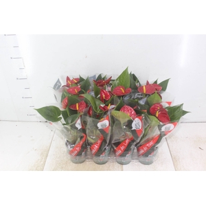 ANTHURIUM RED SUCCESS P09
