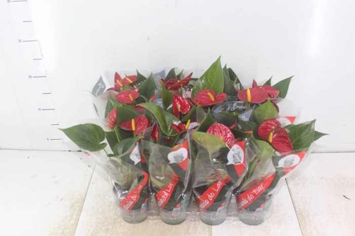 <h4>ANTHURIUM RED SUCCESS P09</h4>