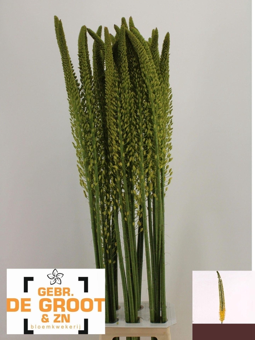 <h4>EREMURUS YELLOW REBEL EREMURUS YELL</h4>