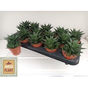 HAWO LIMIFOLIA