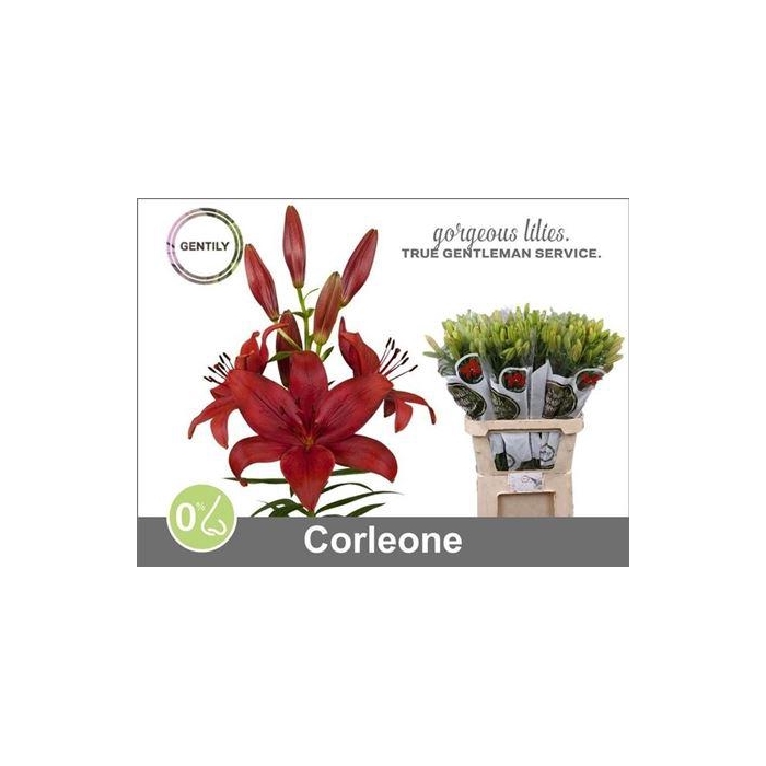 <h4>Li La Corleone</h4>