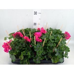 Pelargonium pelt.   ...