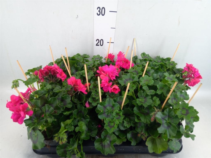 <h4>Pelargonium pelt.   ...</h4>
