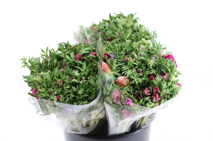 <h4>Anem Marianne Orchid</h4>