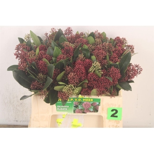 Skimmia Rubella Red Bunch