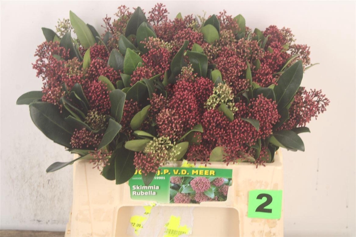 <h4>Skimmia Rubella Red Bunch</h4>
