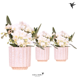 Kolibri Orchids Phalaenopsis Nazare 4 spike in Flow pot