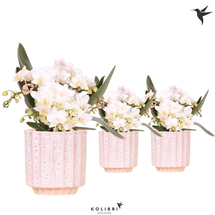 <h4>Kolibri Orchids Phalaenopsis Nazare 4 spike in Flow pot</h4>