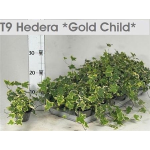 Hed He Goldchild